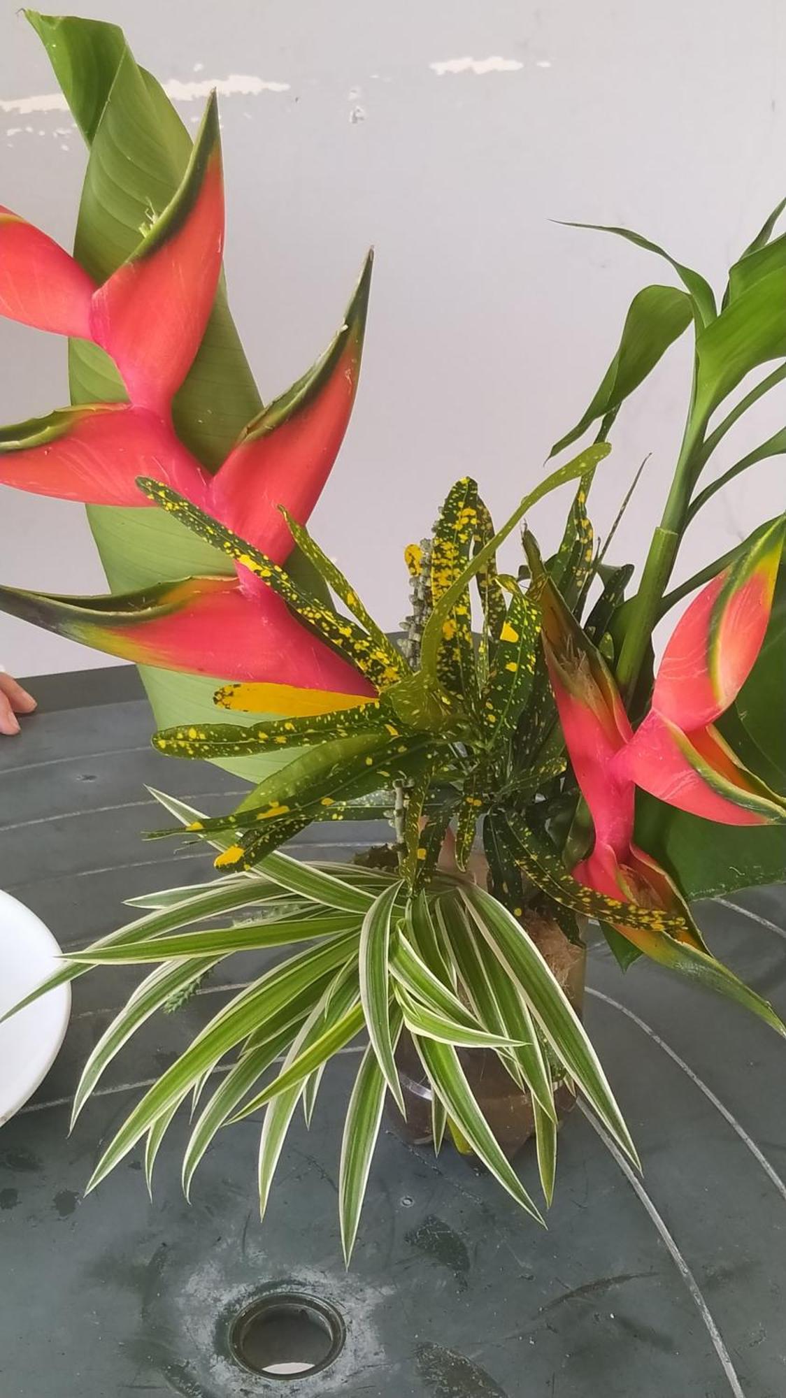 Studio Hibiscus سانت آن المظهر الخارجي الصورة